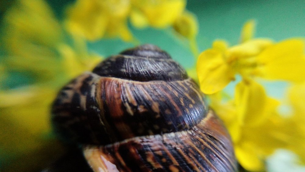 Озорной завиток