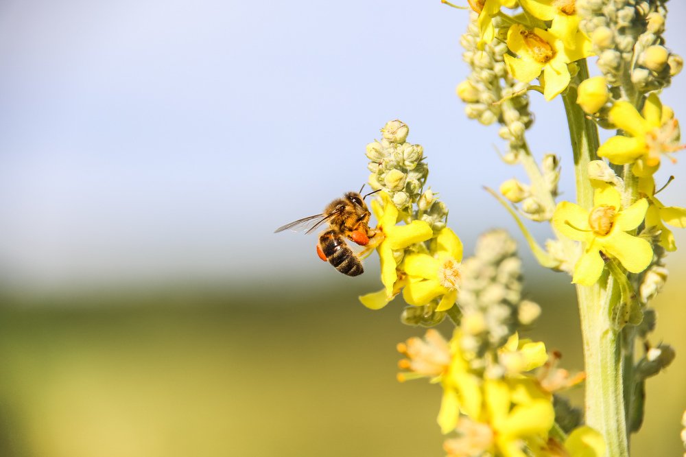 Весеннее цветение
