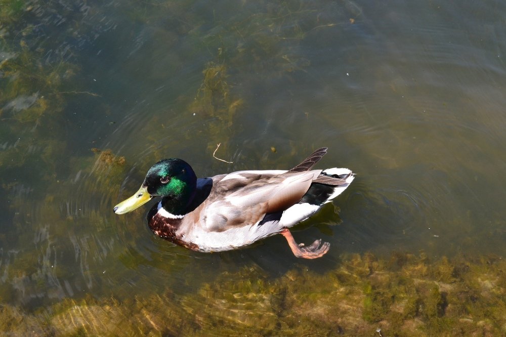 Duck