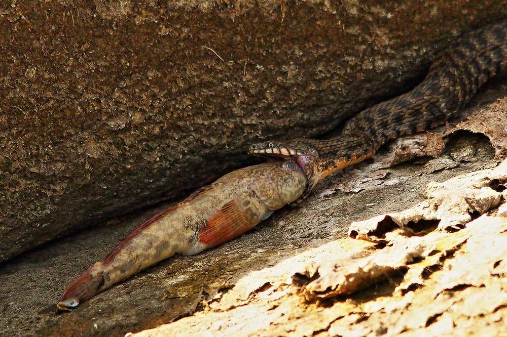 Удачливый рыболов