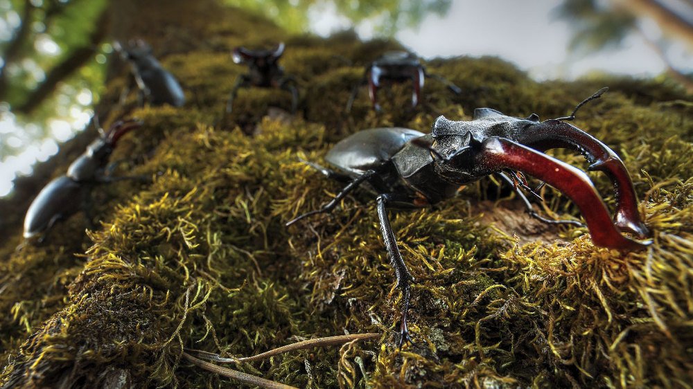 тусовка гигантов