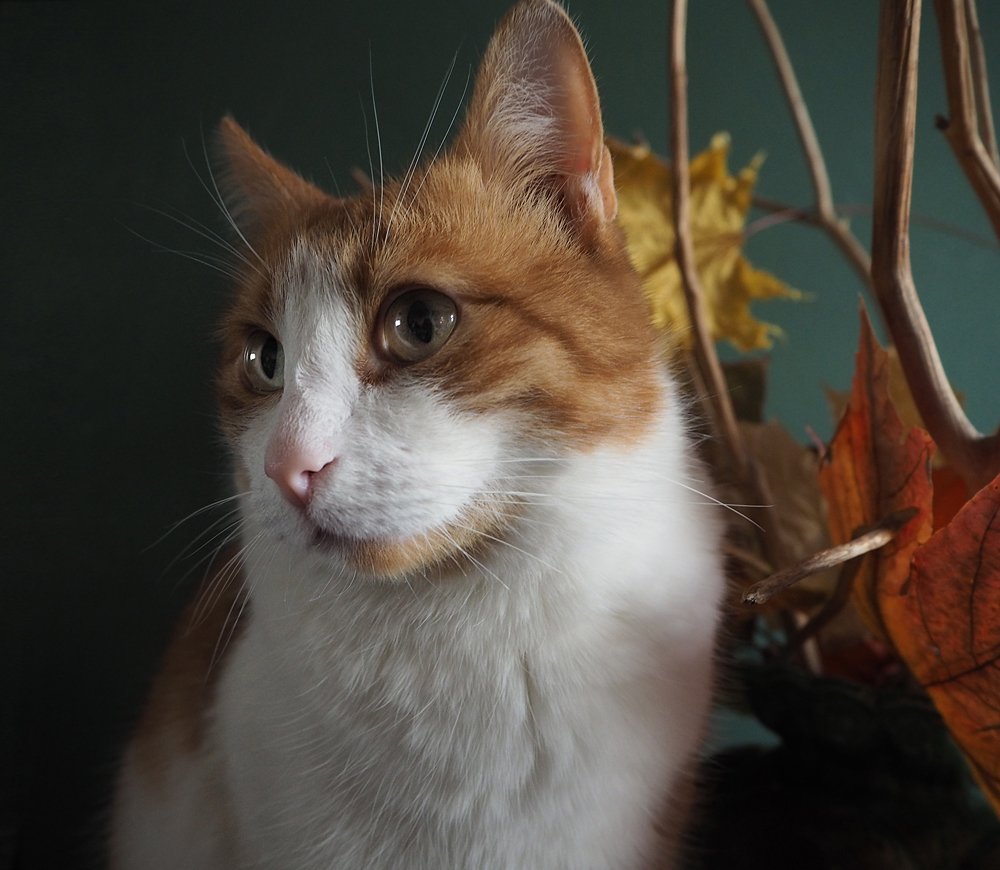 Скоро осень...