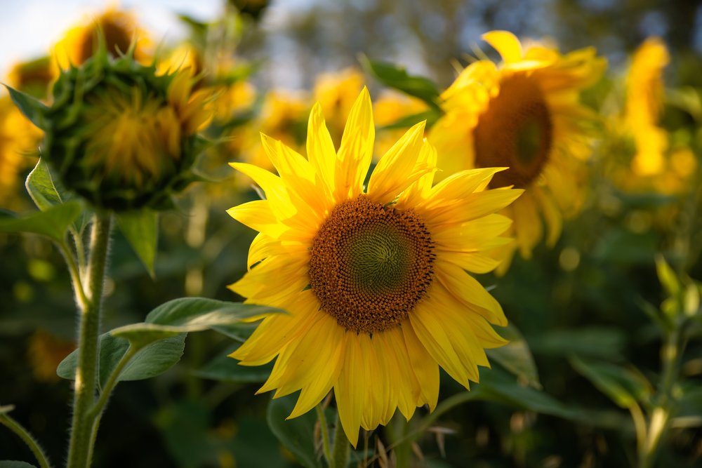 Подсолнухи