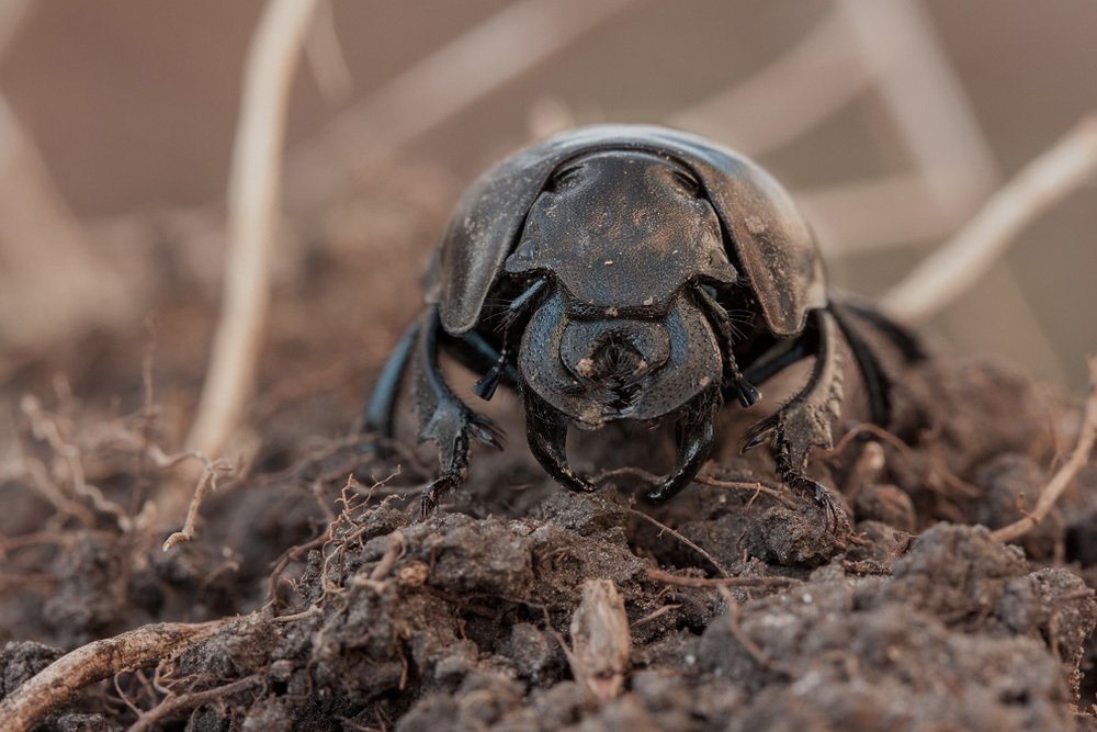 "Бульдозер"
