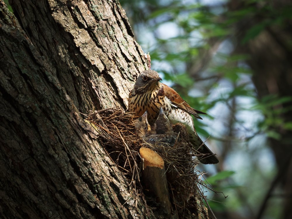 Photograph by Елена Ржевская