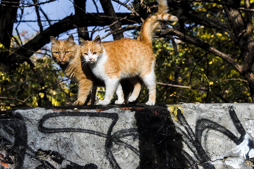 Осенние котики