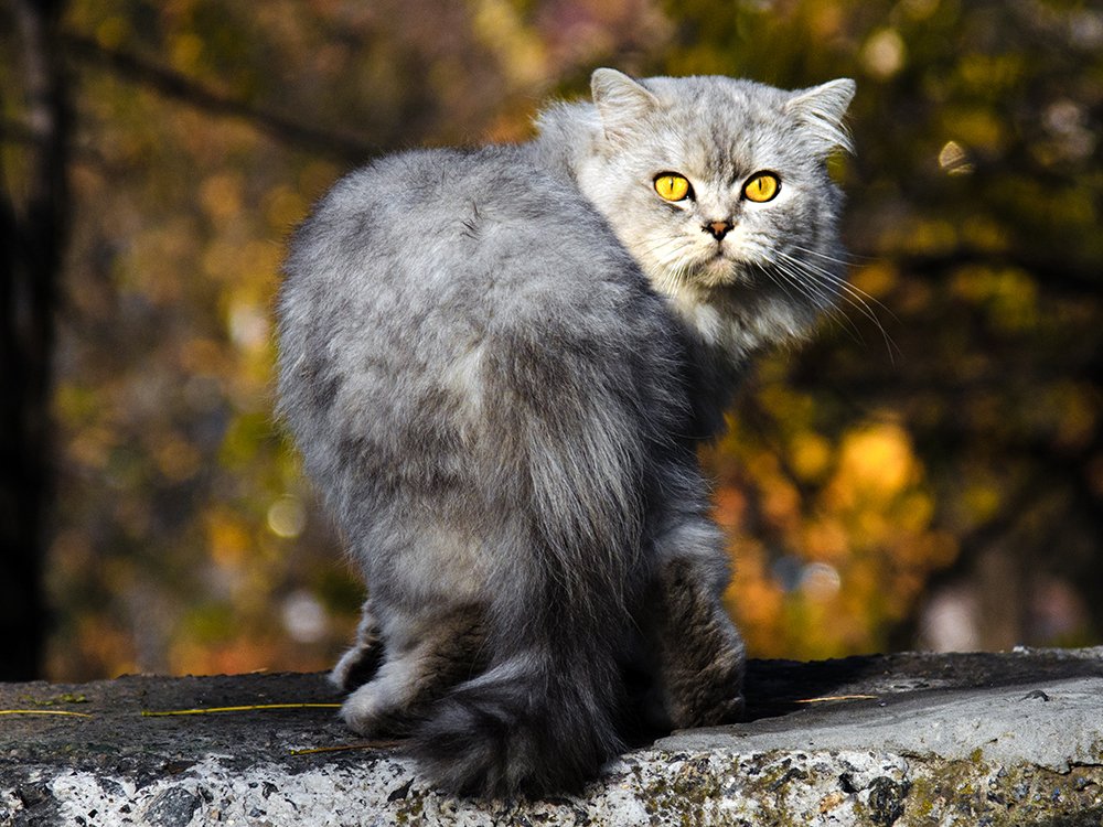 Осенние котики