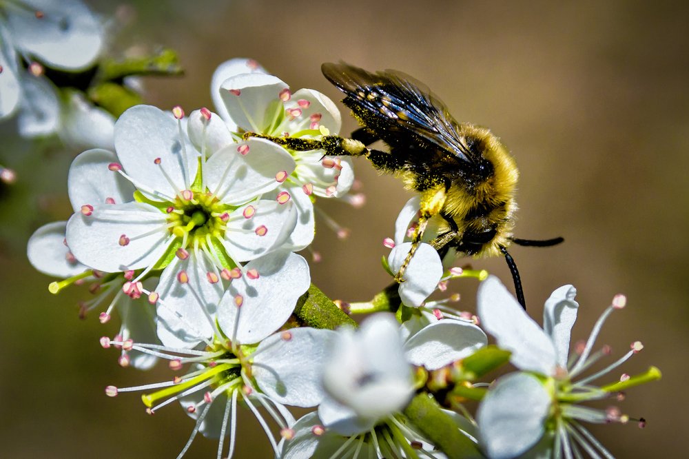 Bee