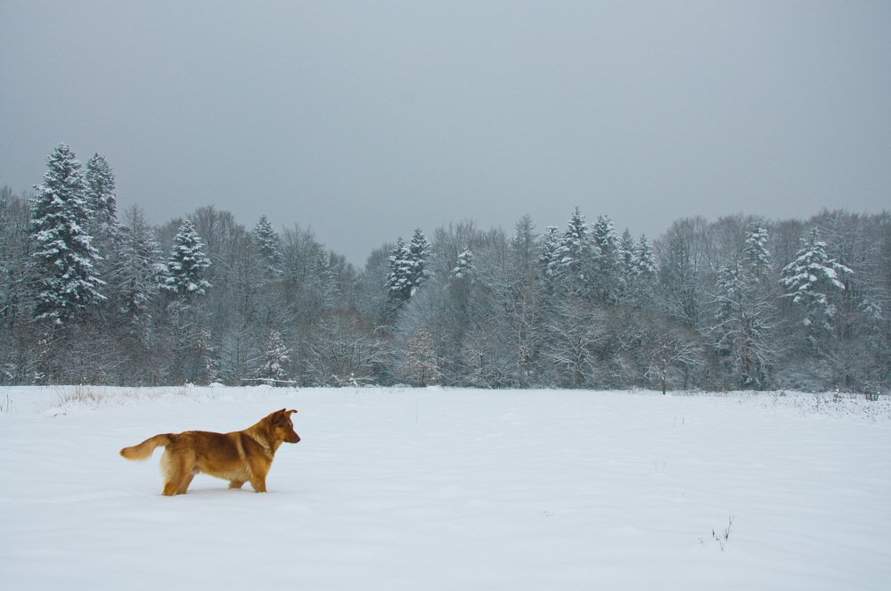 Photograph by Лозинский Ярослав