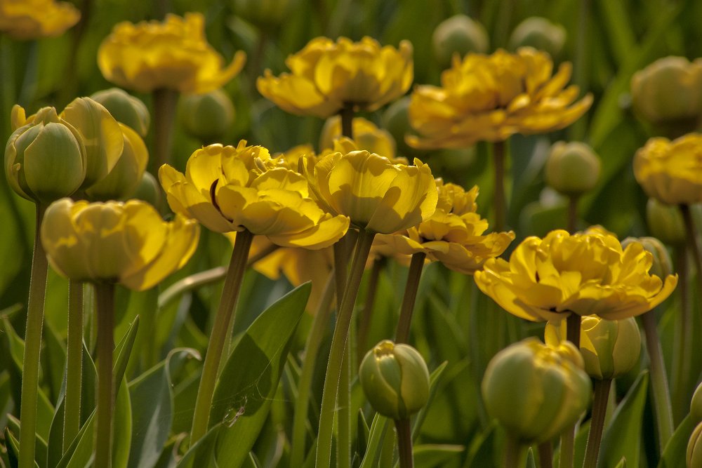 Вестники разлуки