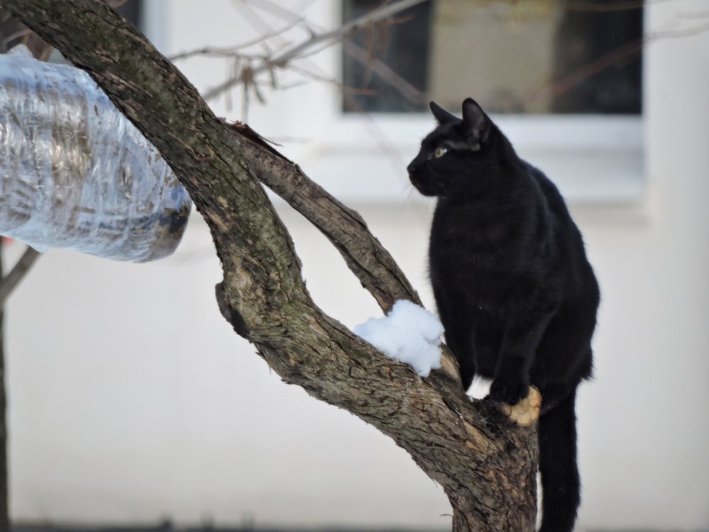 Расхититель воробьев
