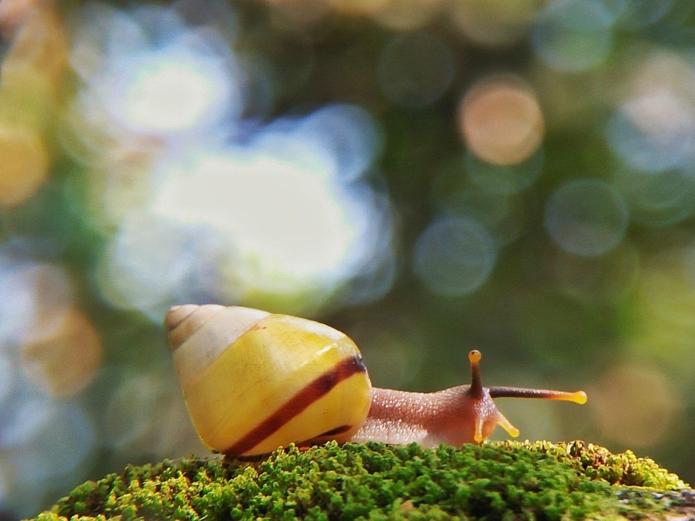 macro