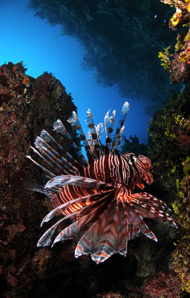 Mr. Lion fish