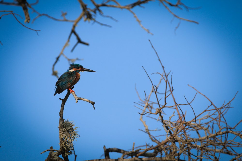 Kingfisher's morning