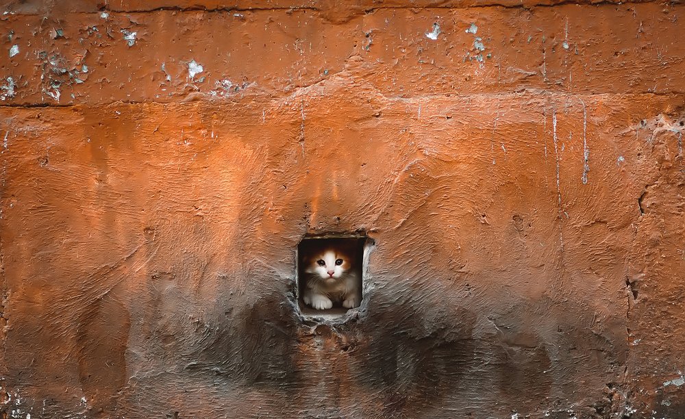 домик котенка