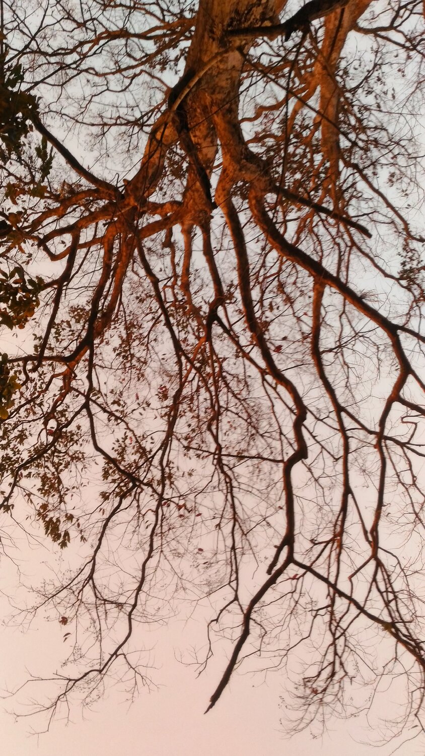 Life without colour