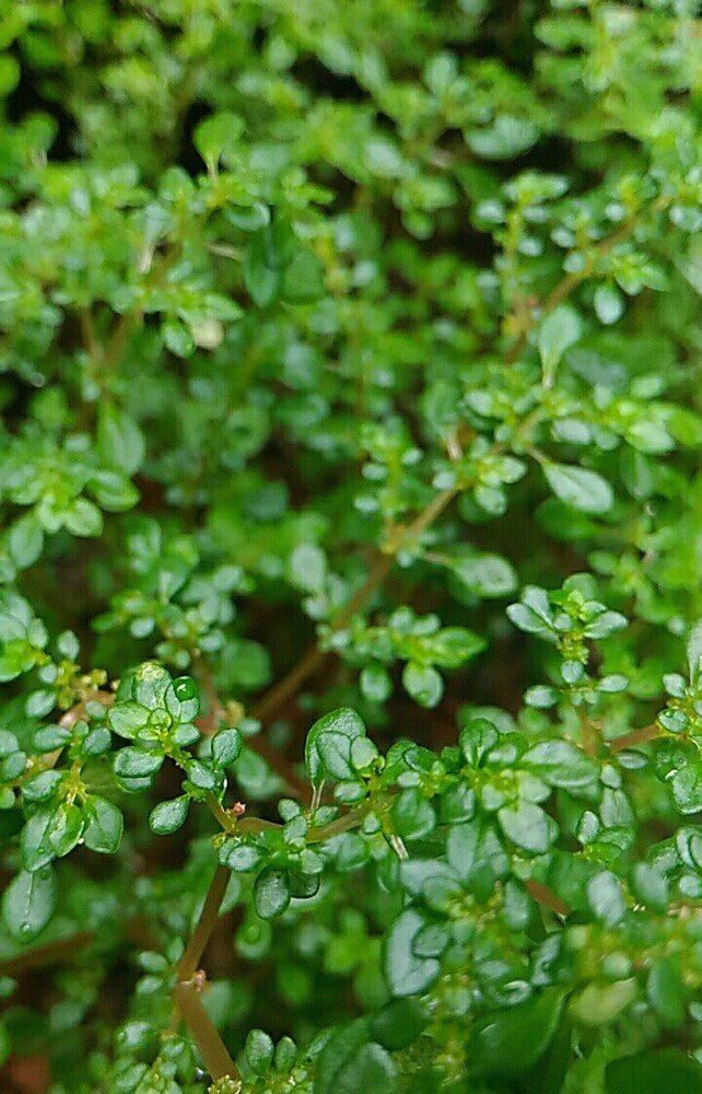 Life is green
