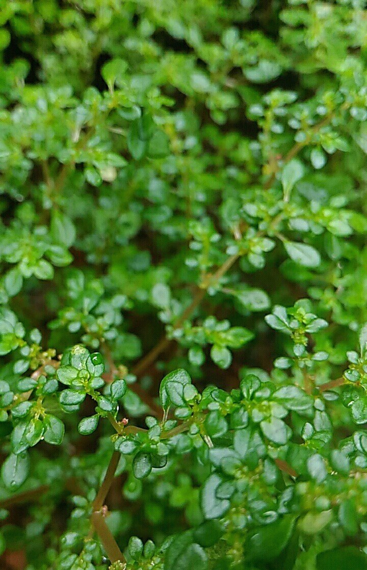 Life is green