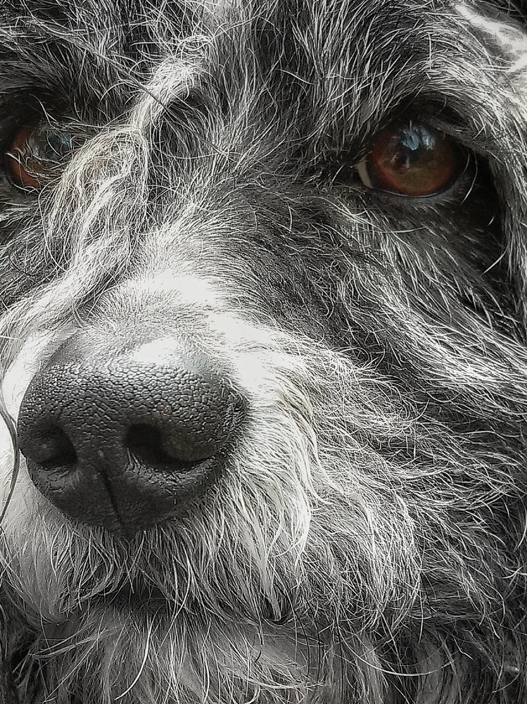 Взгляд собаки