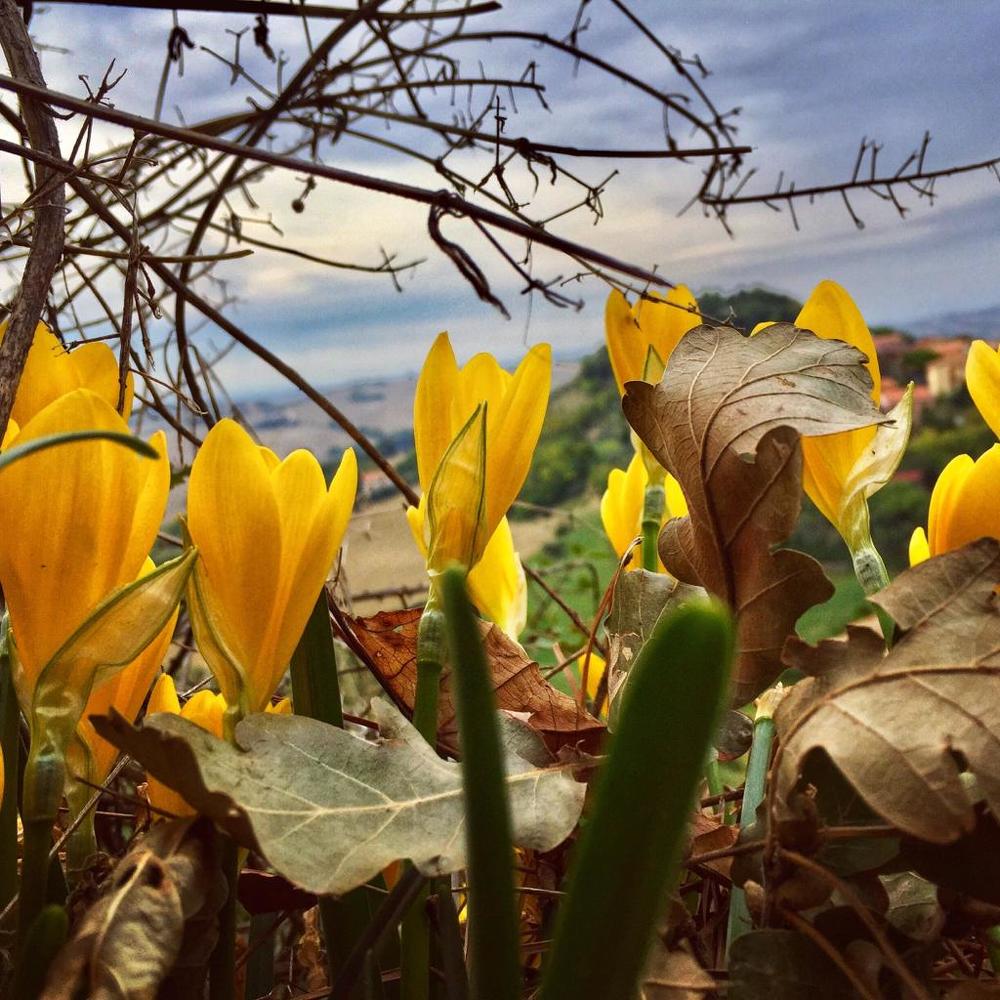 Весна в Монтелупоне