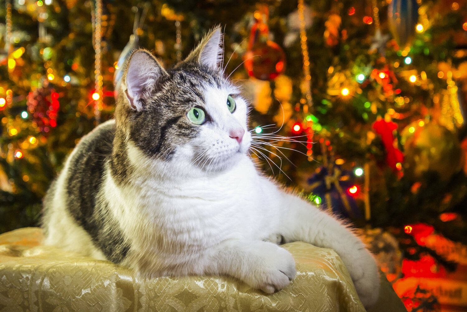 Кот и Новый год