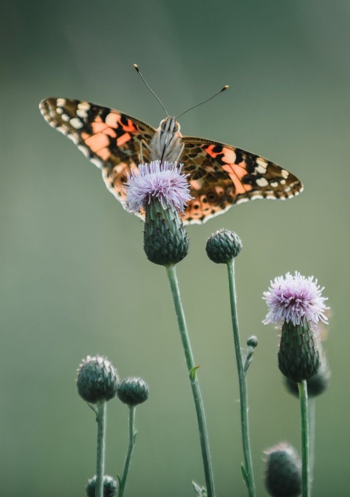 Фотография автора Паша Петров