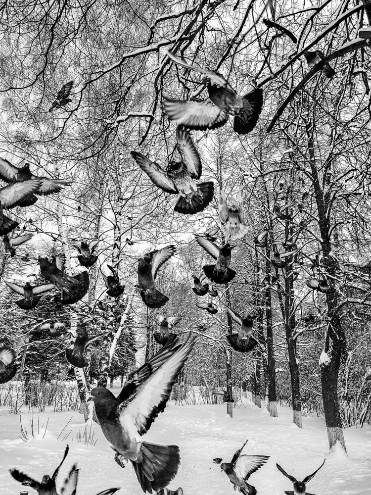 Птичий полет