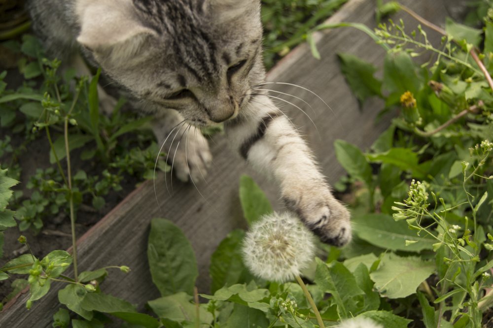 Кот Цытя и цветок