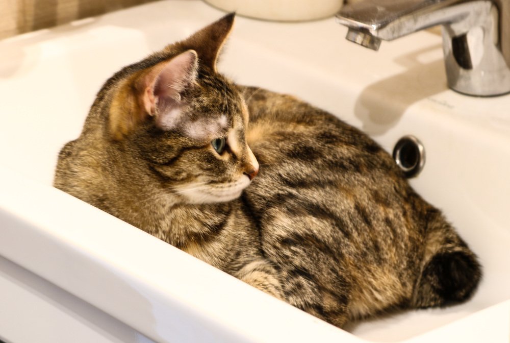 Из жизни кошек. Уют - самое главное.