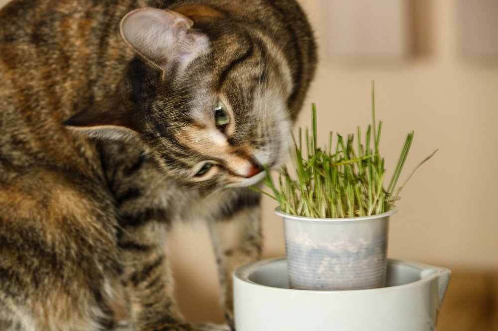 Из жизни кошек. Надо очистить желудок.