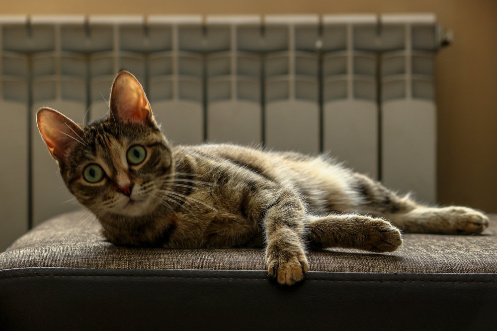 Из жизни кошек. ...Главней всего погода в доме...