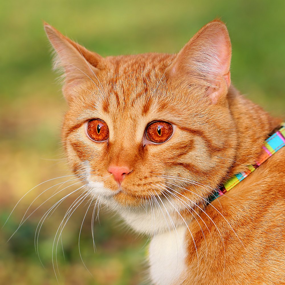 Огненный демон...