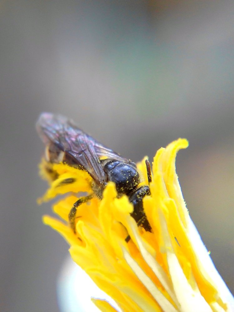 Bee and yellow flower..