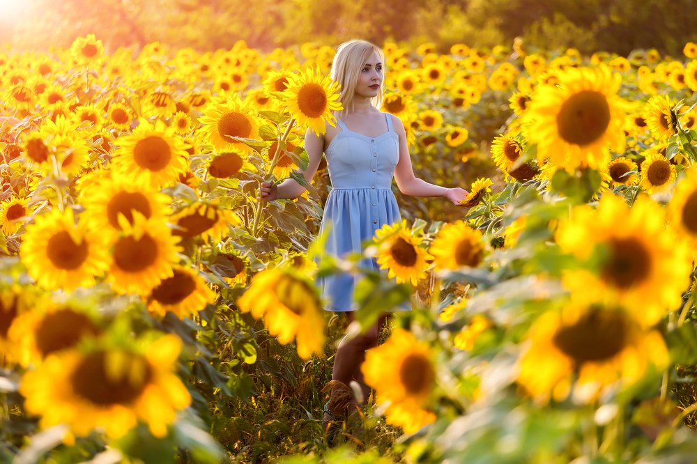 Среди подсолнухов