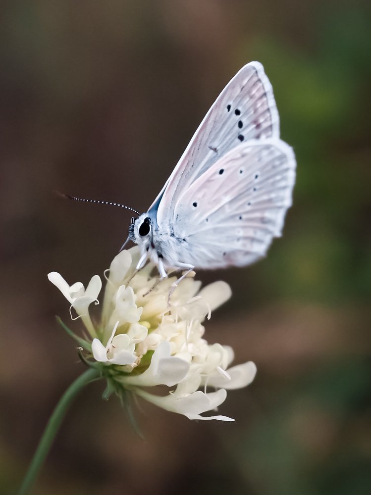 Белая Фурия