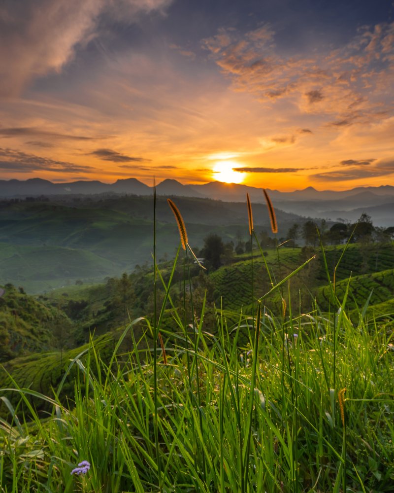 Beautiful Sunrise in Cukul Plantation Tea - Indonesia
