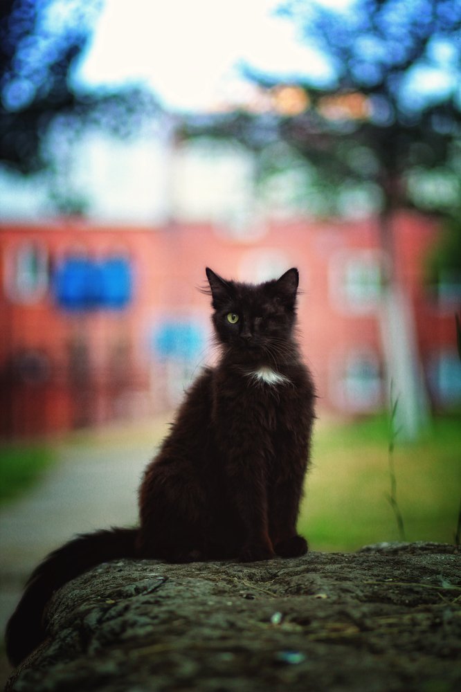 Одноглазый пират.