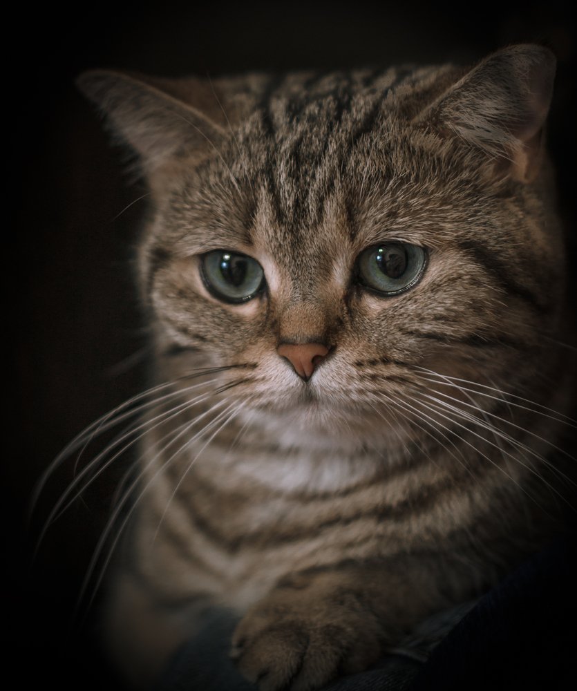 Фотография автора Константин Яковлев