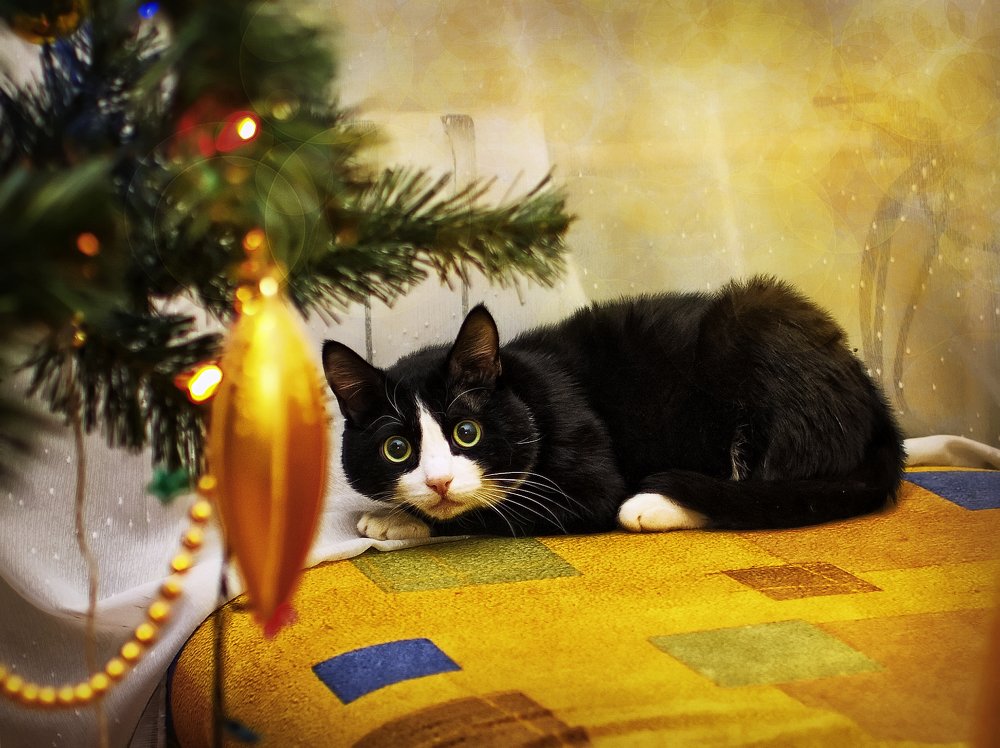 Мурзик и Новый Год