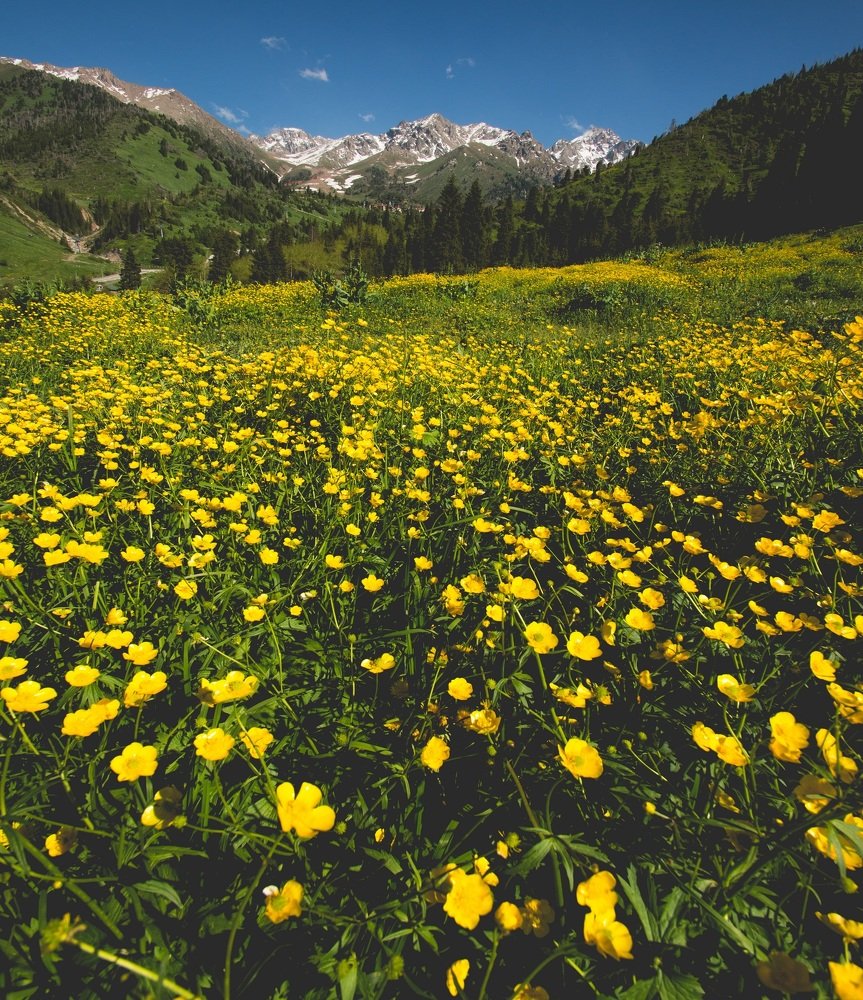 Mountain flowers