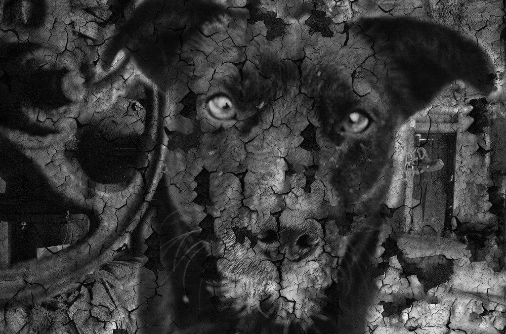 Чёрный ,механический пёс...