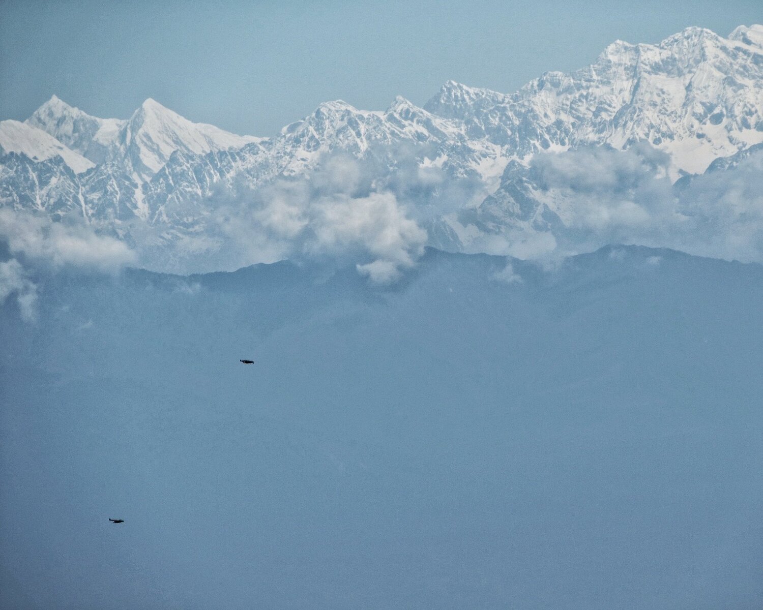 The Himalayan Birds