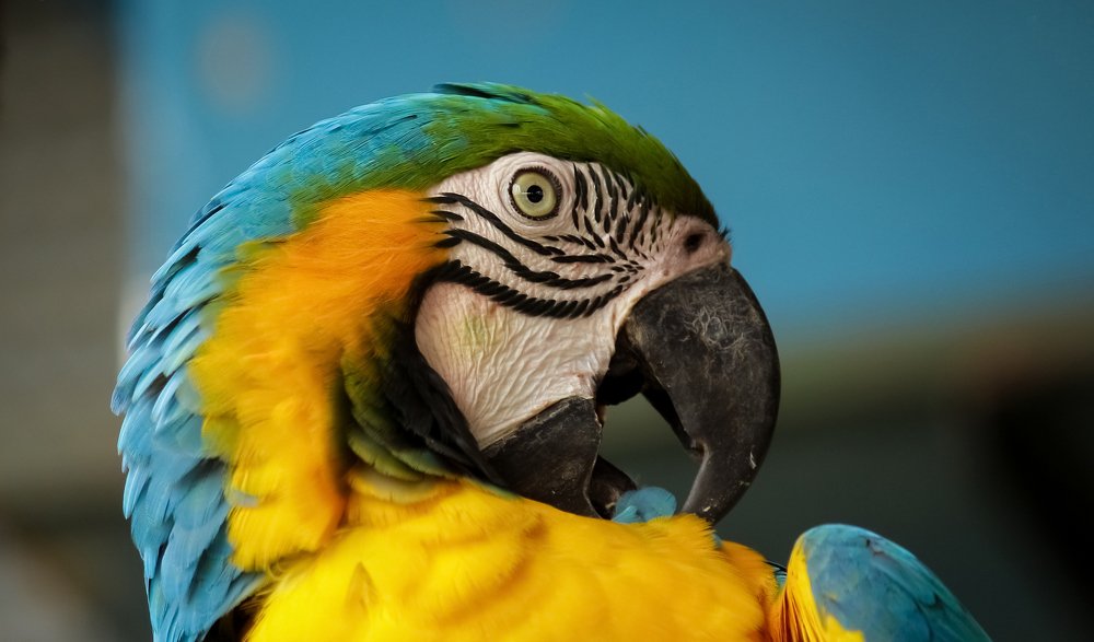 Macaw Bird