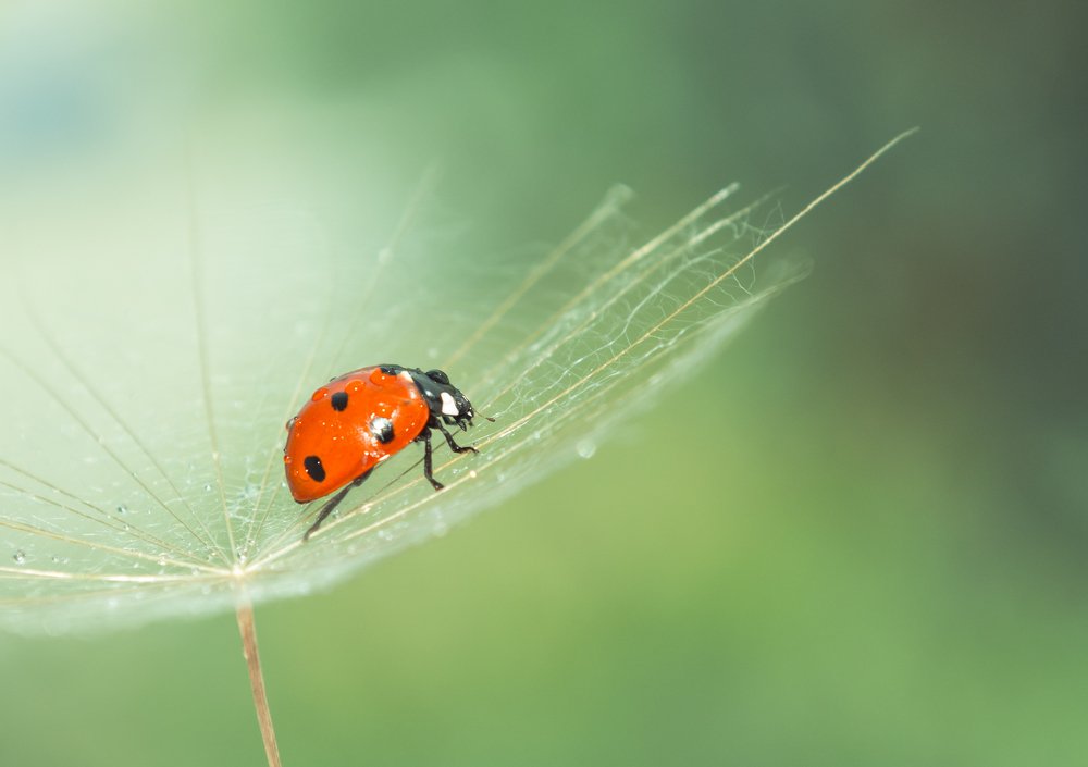 Божья коровка на одуванчике