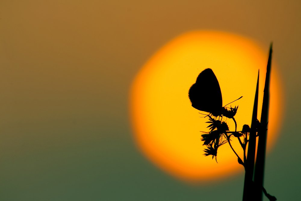Butterfly in the sun at Sunset