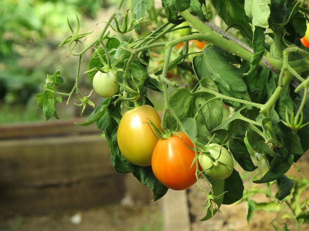 Photograph by Елена Лапина