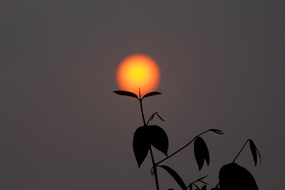 Sun Flower (Sunflower)