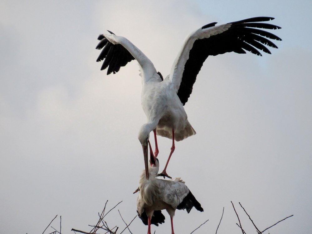 stork