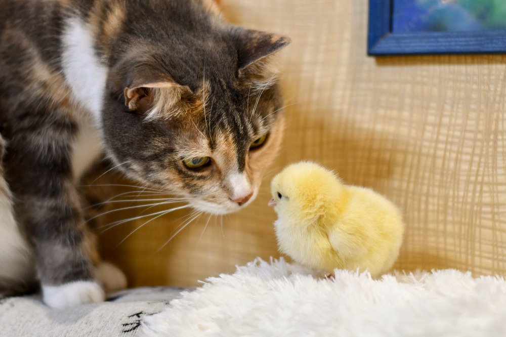 Photograph by Людмила Москвичёва