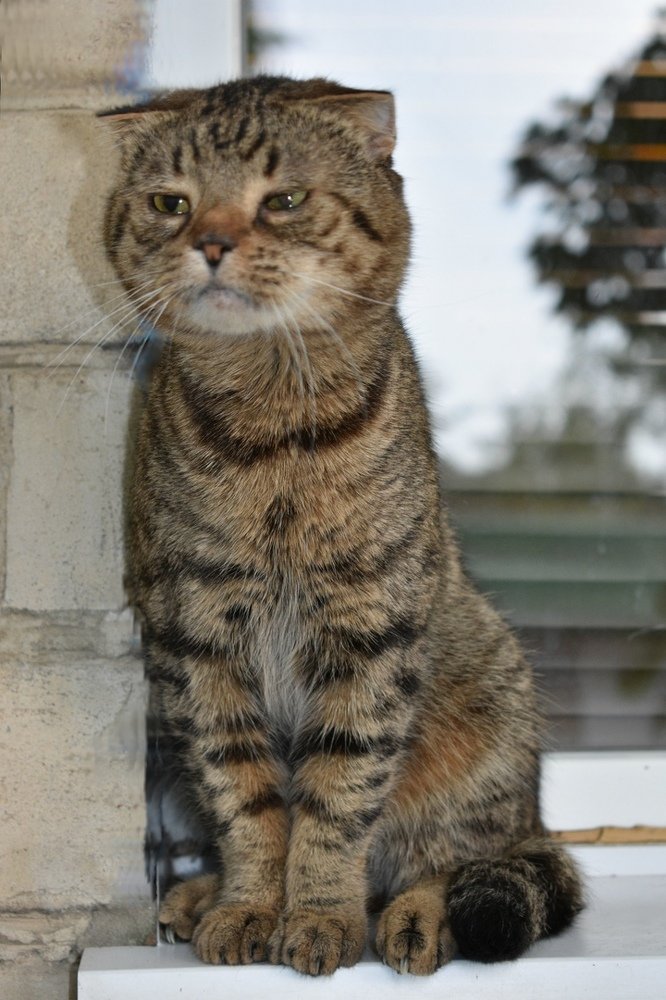 Грустный кот